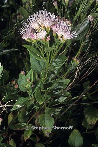 ageratina occidentalis 3 graphic